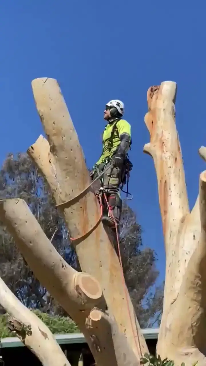 An arborist in a hard hat and harness standing in the cut crown of a large gum tree