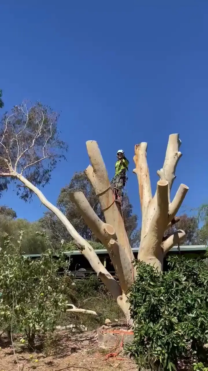 An arborist high in a large gum tree being taken down in sections, with the branches cut back to bare stems