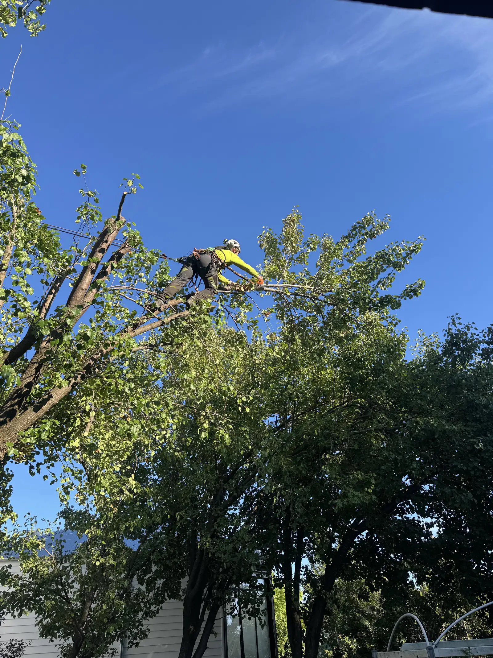An arborist in a harness working high in a tree against a blue sky