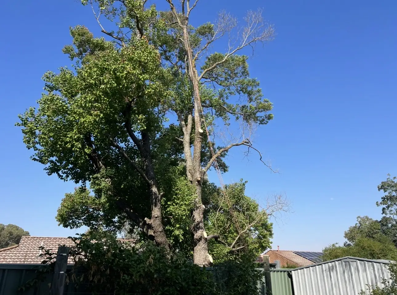 A tree with two main stems, one of them dead above the green growth