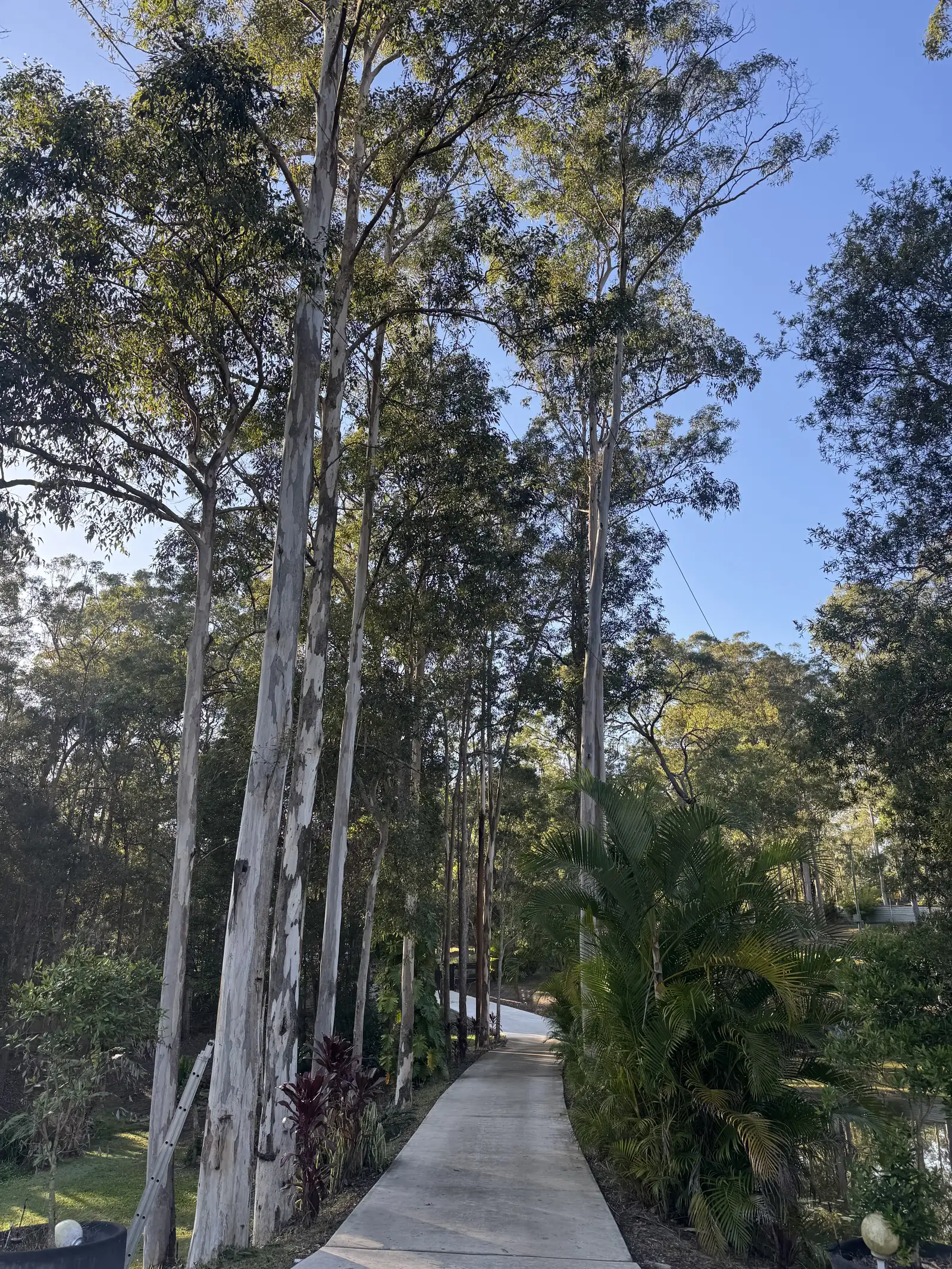 Tall white gum trees along a driveway