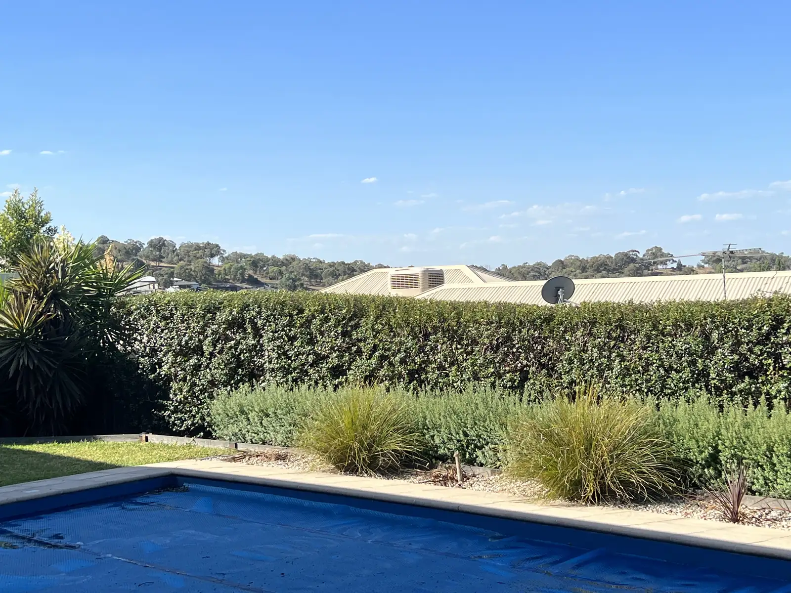 A neat hedge behind a pool, with grasses planted in front
