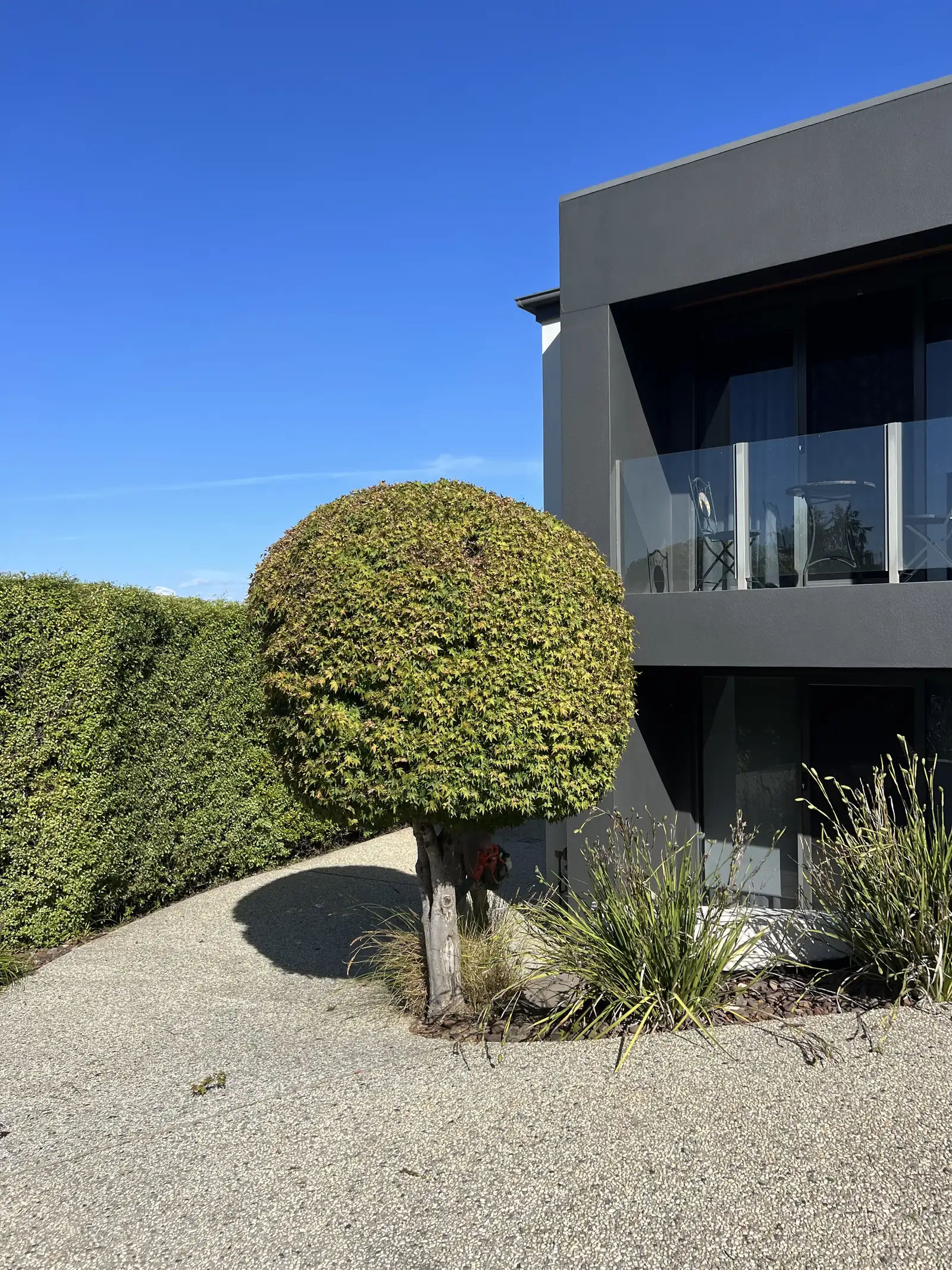 A rounded, clipped tree and a trimmed hedge beside a modern house