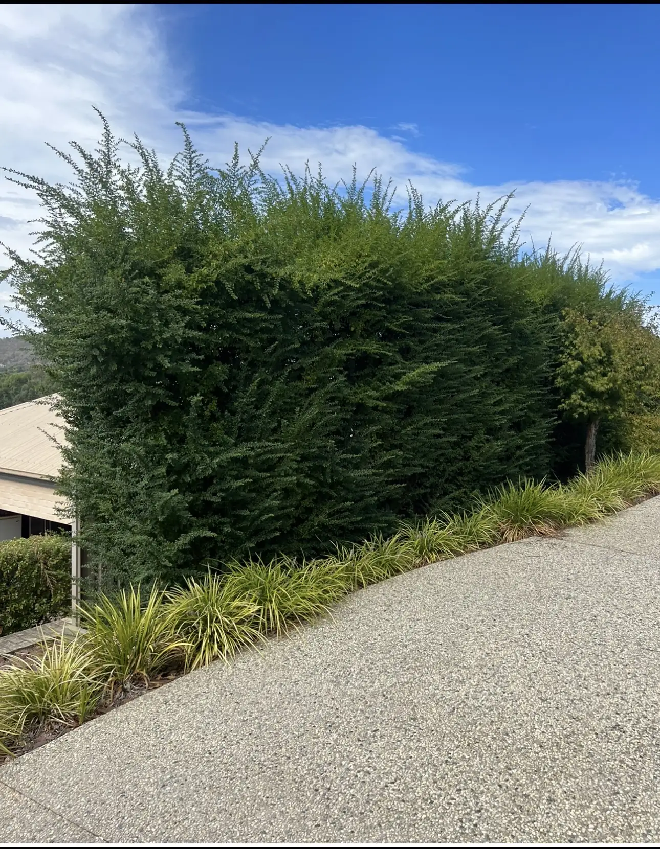 A tall hedge with a shaggy top beside a driveway
