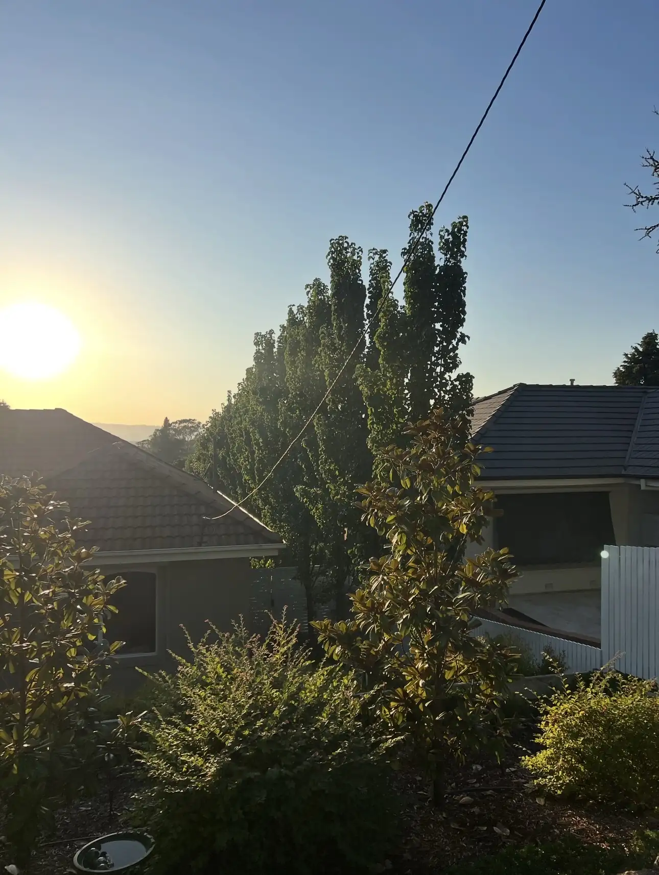 Trees growing close to a power line at sunset