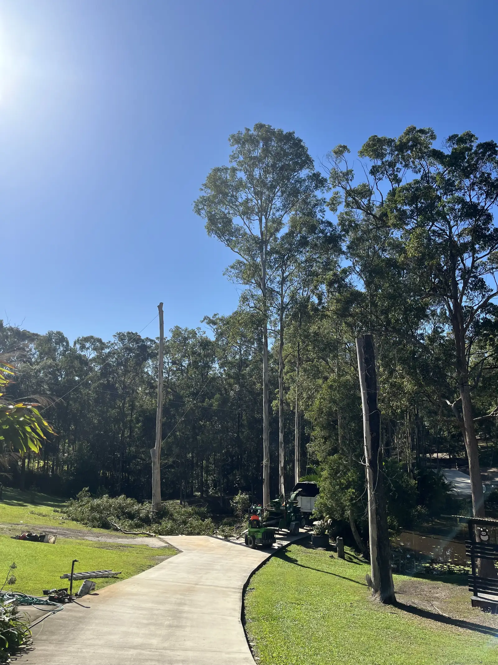 A property with tall gum trees and a long driveway
