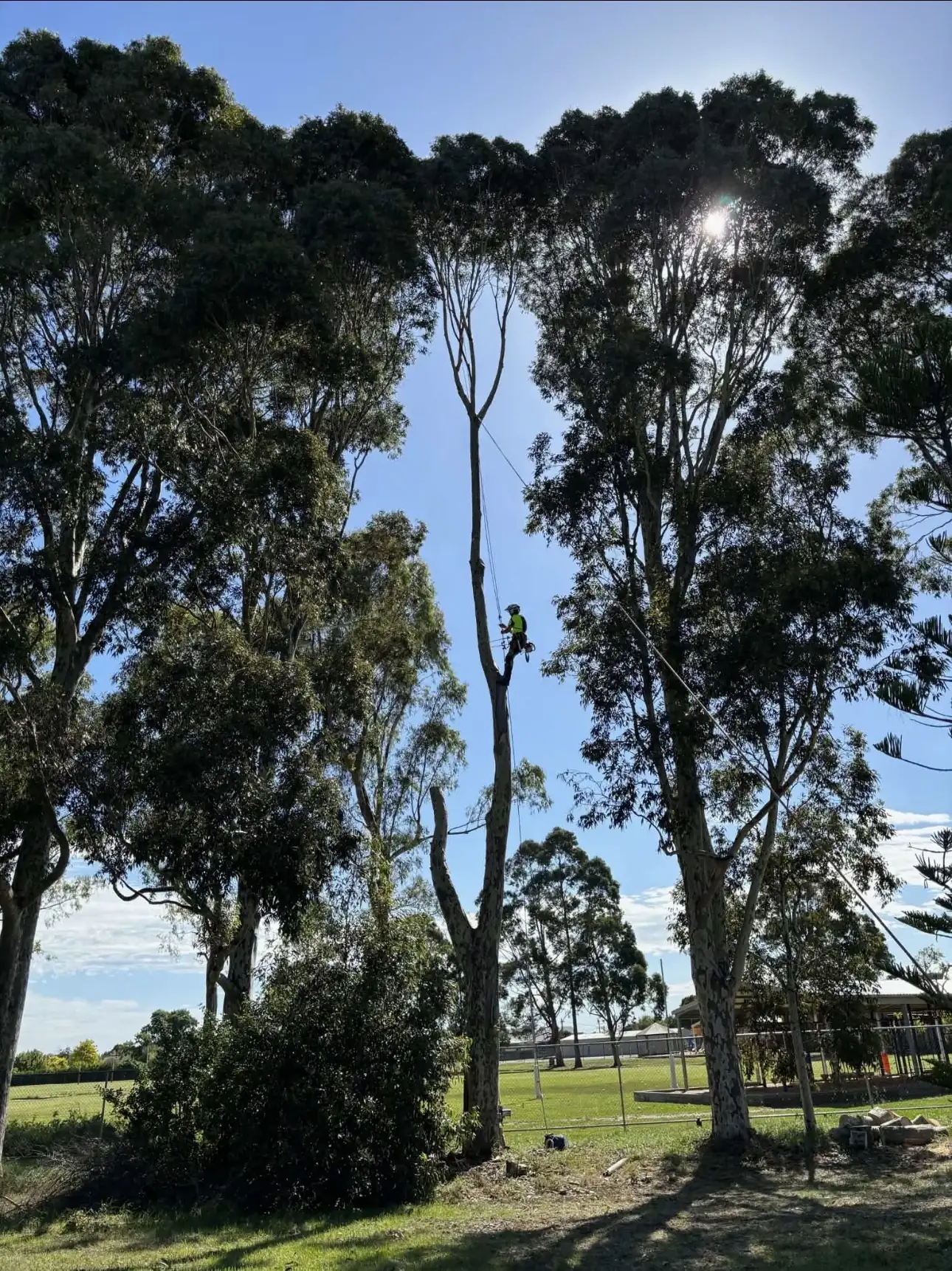 Tall gum trees at a park, one with its side branches removed