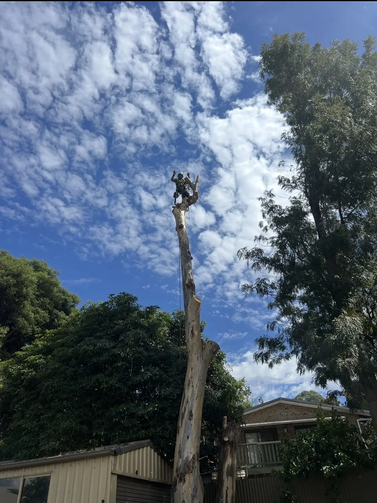 A tall tree trunk cut back in sections against a cloudy blue sky